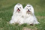 BICHON MALTAIS 080
